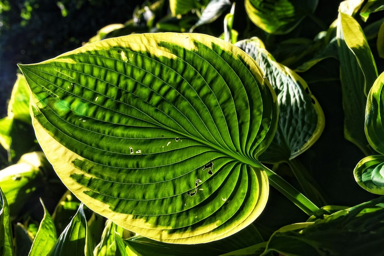 Plantain Green